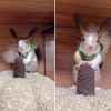 Cute Squirrel Costumes Turtle Shell Kawaii Squirrel Clothes for Small