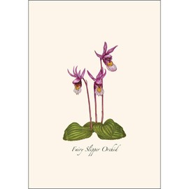 Earth Sky + Water - Native Orchid Assortment Assortment Notecard Set - 8 Blank Cards with Envelopes (2 each of 4 styles)