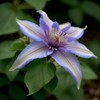 50 Pcs Mixed Purple Clematis Seeds - Perennial Heirloom Non-GMO