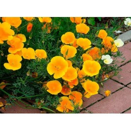 150+ California Orange/ Yellow Poppy Eschscholzia Seeds