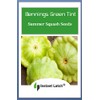 20 Bennings Green Tint Summer Squash Seeds | Non-GMO |