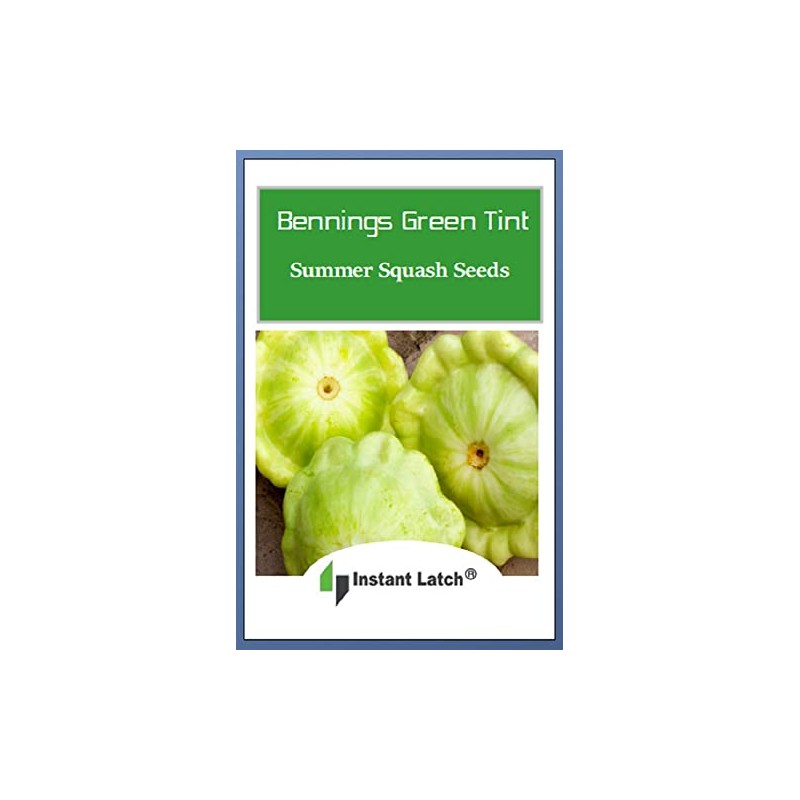 20 Bennings Green Tint Summer Squash Seeds | Non-GMO |