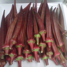 Burgundy Okra Seeds Abelmoschus Esculentus Annual Cooking GMO Free Upright Garden Outdoor 1 Oz (Approx 420 Seeds) Vegetable Seeds by YEGAOL Garden