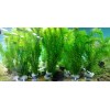 10 STEMS/bunch Anacharis Elodea Densa Egeria - aquarium and/or pond