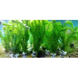 10 STEMS/bunch Anacharis Elodea Densa Egeria - aquarium and/or pond plant