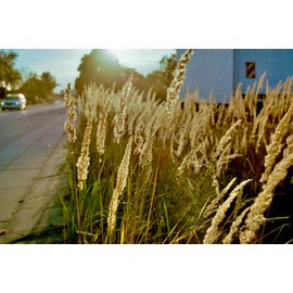 Original Wolfen (Orwo) NC500 Colour Small Film 400 ASA Double Pack 2 x 36 Shots Made in Germany