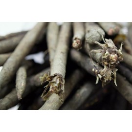 Southeast Seeds Black Salsify, Scorzonera, NON-GMO, Black Oyster Plant, Goat's Beard, FREE SHIP - 325 Seeds or 1/8 OZ