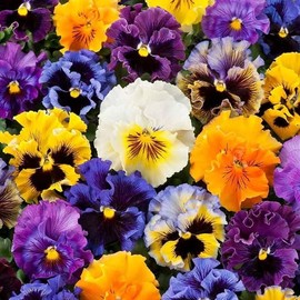 Mixed Pansy Seeds for Planting - 1000+ Viola Pansy Seeds Non-GMO Heirloom Flower Seeds Attract Butterflies & Open Pollinated