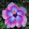 Hibiscus Flower Seeds for Planting - Giant Flower Tropical Potted