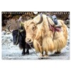 Yaks - on Stony Paths (Wall Calendar 2026 DIN A4