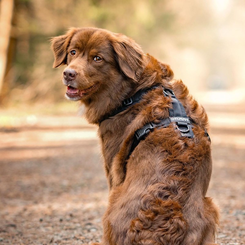 STUCH Y Dog Harness Padded & Adjustable - Dimensionally Stable,