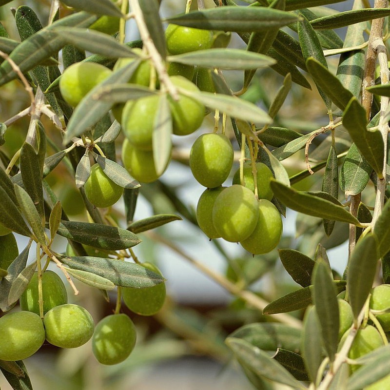 [Support Palestinian] Nablus Soap, Natural Olive, Completely Additive-Free since the