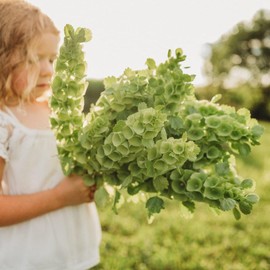 Bells of Ireland - 100 Seeds - Unique Flower Variety, Great for Bouquets and Arrangements, Non-GMO Heirloom Bells of Ireland Seeds for Planting in The Home Garden, Thresh Seed Company, Green