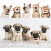 LAFAYI - Collar de perro para cachorro, 18 unidades, ajustable,