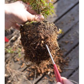 KAKURI Bonsai Root Hook, 8.6" Professional Bonsai Root Pick Tool, Japanese Stainless Steel, Red, Made in JAPAN