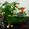 WEAVERBIRD 60mm Aquarium Shrimp Feeder Dish with Suction Glass Fish