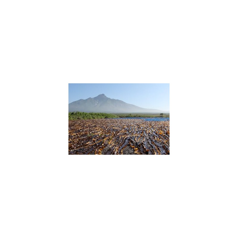 Kinjo Seal Kombu Tea 4.2 oz (120 g) Bags (2.1