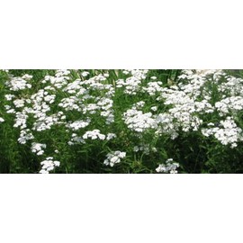 Queen Anne's Lace, Bishop's Flower, White, 1315 Seeds! Groco