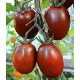 CEMEHA SEEDS - Black De-Barao Tomato Determinate Non GMO Vegetable for Planting