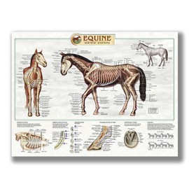 FHMDREUP Anatomy of Horse Posters Horse Knowledge Farm Club School Education Kitchen Home Wall Decoration Gift Unframed 16x24inch