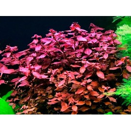 BUY 2 GET 1 FREE Ludwigia Super Red "Mini"-Easy Live Aquarium Pond Aquatic Plant
