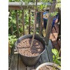 Simple Tree Fast Draining Mix, Indoor Outdoor, Organic, Soil-less, Peat-Free,