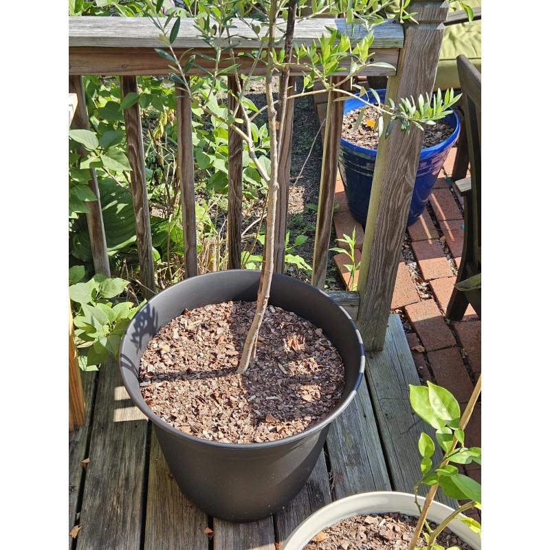 Simple Tree Fast Draining Mix, Indoor Outdoor, Organic, Soil-less, Peat-Free,