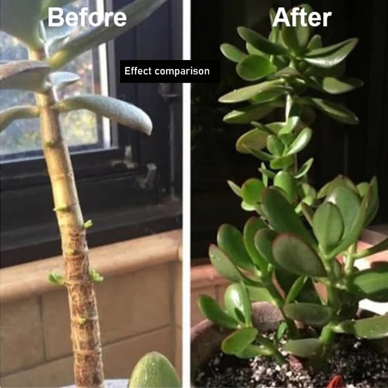 Limetown Plant Vitality Elixir, Money Tree Fertilizer, Limetown Phyto Vitamin