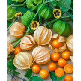 SeedsUP - 200+ Seeds Strawberry Ground Cherry - Physalis - Vegetable Orange
