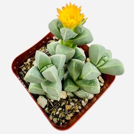FOLIAGEMS Live Succulent Cactus Plants from USKC (2"Pot Corpuscularia Lehmannii Ice Plant)