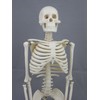 Harvey Jr. Skeleton- 33.5" Tall- 2nd Class