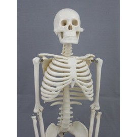 Harvey Jr. Skeleton- 33.5" Tall- 2nd Class