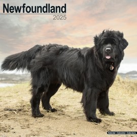 Newfoundland Calendar 2025 | Square Dog Breed Wall Calendar - 16 Month