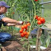 TELENT OUTDOORS 101 Feet Soft Plant Ties for Gardening Support