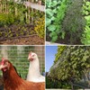 Hortifan Bird Netting，15 x 30 FT Garden Netting Bird Net