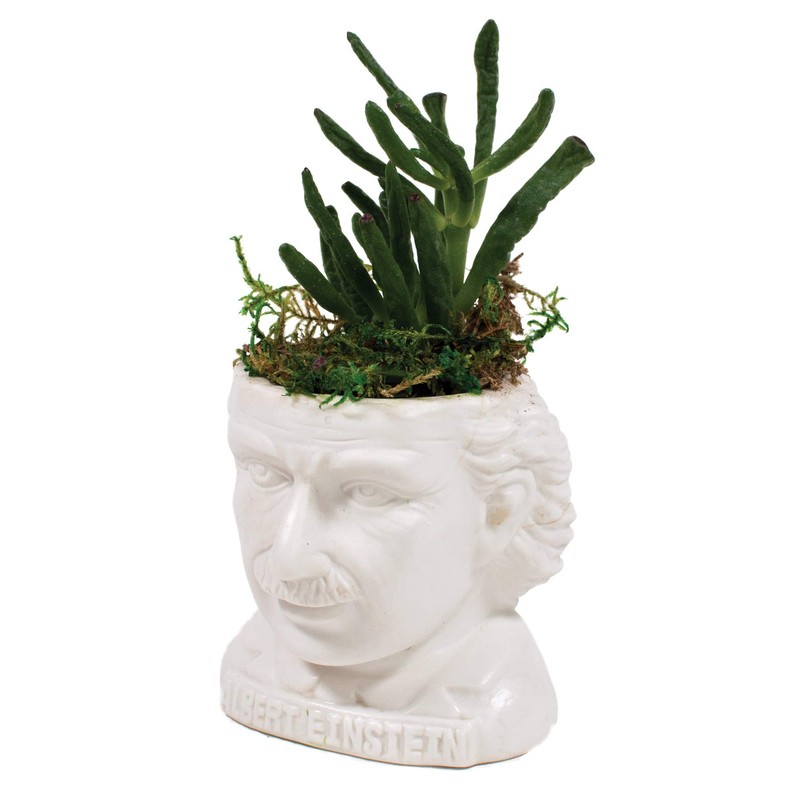 The Unemployed Philosophers Guild Albert Einstein Bust Ceramic Planter