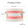 Tooth Model, Dental Care Model, Demonstration Tooth Model, Adult Simulation