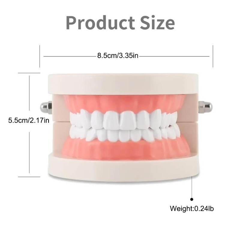 Tooth Model, Dental Care Model, Demonstration Tooth Model, Adult Simulation