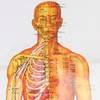 Chinese and English Acupoint Wall Chart Front Large Size Comprehensive