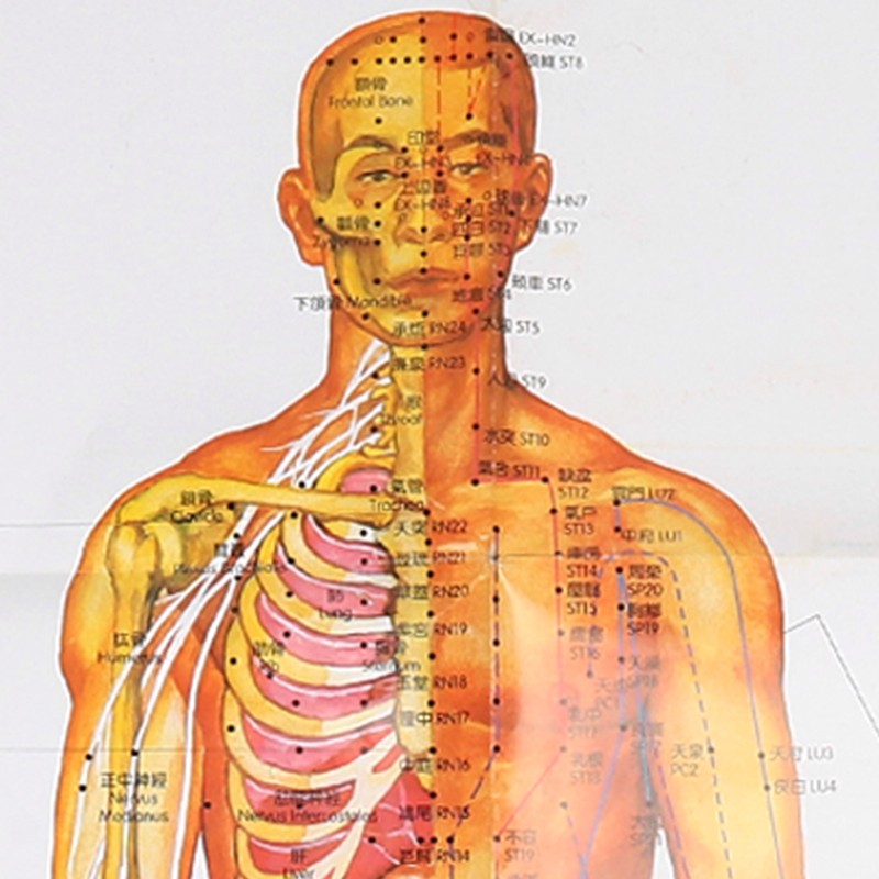 Chinese and English Acupoint Wall Chart Front Large Size Comprehensive
