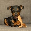Bamboodles Salmon Chew Toy - for puppies and non aggressive