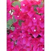 Barbara Karst Bougainvillea Live Plant 5” Tall in A 2.5”