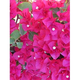 Barbara Karst Bougainvillea Live Plant 5” Tall in A 2.5” Pot