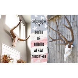 Large European Mount Hanger | Skull Bracket by Dead On Display