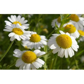 KIRA SEEDS - Seeds Chamomile - Matricaria chamomilla - 2500 Seeds Heirloom Herbs - GMO Free