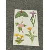 Mrs. Grossman Retired Sticker Sheet ~ Studio Line Blooming Plants 3 Sheets