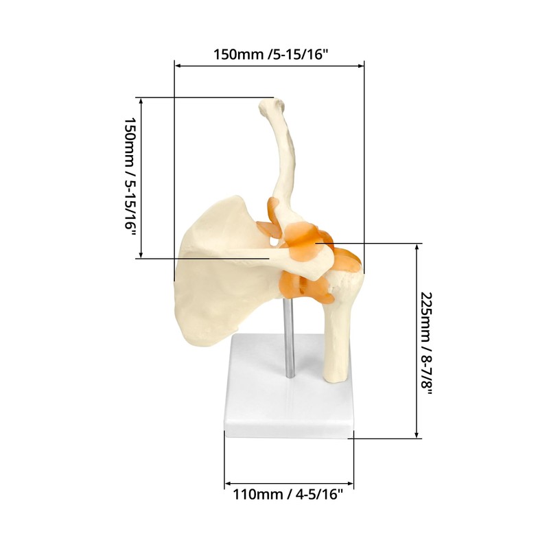 QWORK® Shoulder Joint Anatomical Model, Skeleton Model with Flexible Bands,