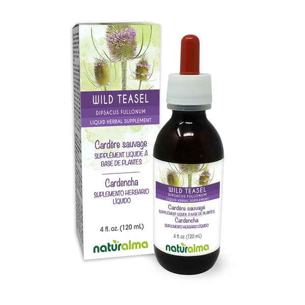 Naturalma Wild Teasel or Fuller's Teasel (Dipsacus fullonum or D.