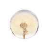 NouvoCrescent Real Dandelion Paperweight - Home Decor Crystal Resin Ball