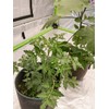HORTIPOTS Fabric Pots 3 Gallon Non So Floppy Air Pruning